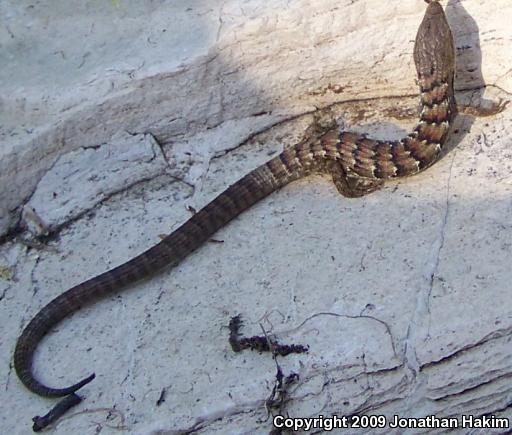 San Diego Alligator Lizard (Elgaria multicarinata webbii)