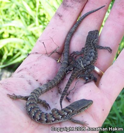 Great Basin Fence Lizard (Sceloporus occidentalis longipes)