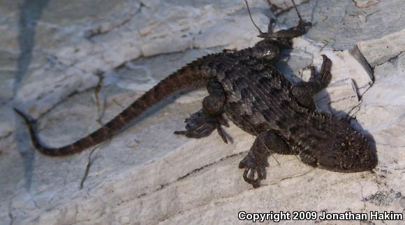 Great Basin Fence Lizard (Sceloporus occidentalis longipes)