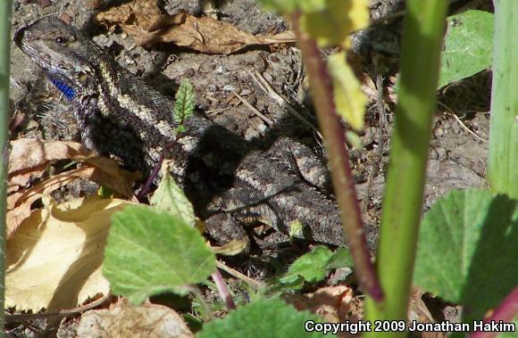 Great Basin Fence Lizard (Sceloporus occidentalis longipes)