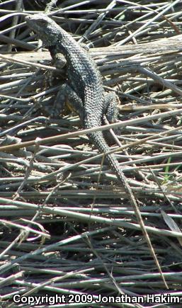 Great Basin Fence Lizard (Sceloporus occidentalis longipes)