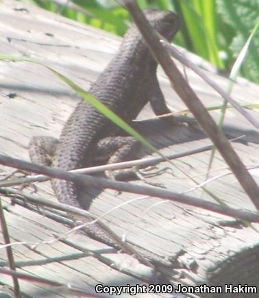 Great Basin Fence Lizard (Sceloporus occidentalis longipes)