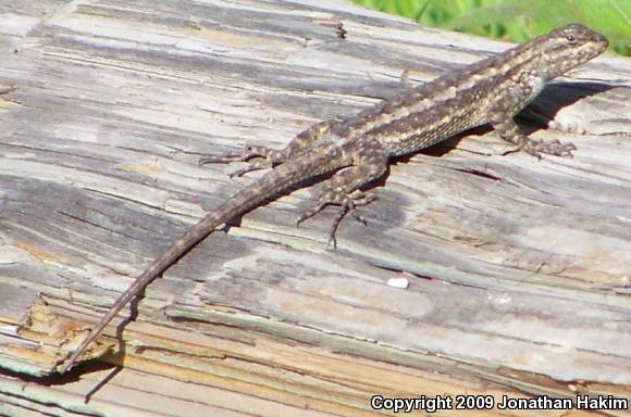 Great Basin Fence Lizard (Sceloporus occidentalis longipes)