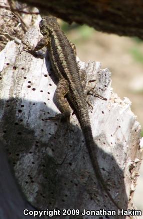 Great Basin Fence Lizard (Sceloporus occidentalis longipes)