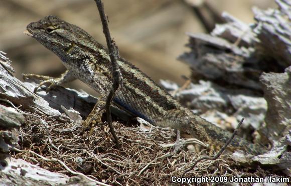 Great Basin Fence Lizard (Sceloporus occidentalis longipes)