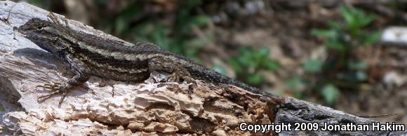 Great Basin Fence Lizard (Sceloporus occidentalis longipes)