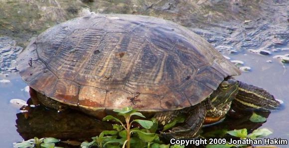 Red-eared Slider (Trachemys scripta elegans)