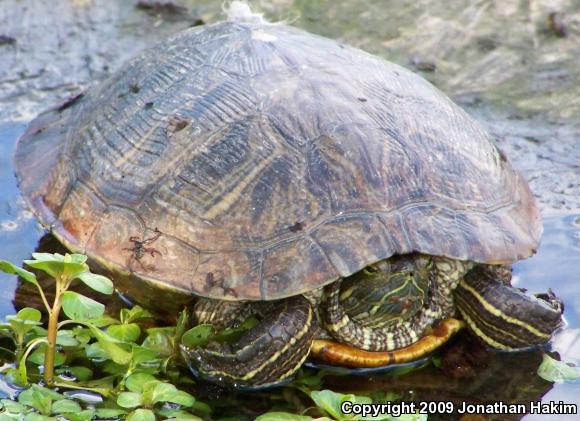 Red-eared Slider (Trachemys scripta elegans)