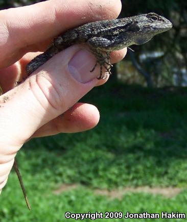 Great Basin Fence Lizard (Sceloporus occidentalis longipes)