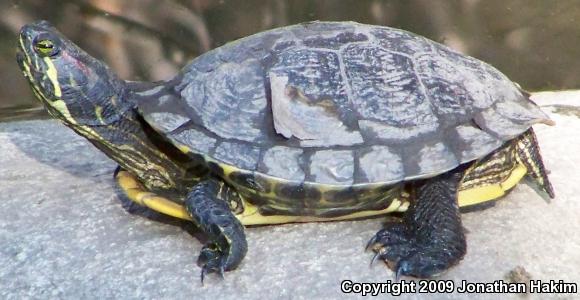 Red-eared Slider (Trachemys scripta elegans)