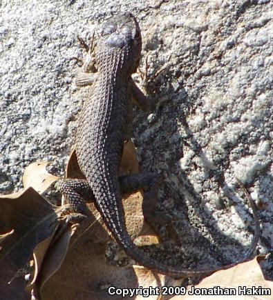 Great Basin Fence Lizard (Sceloporus occidentalis longipes)