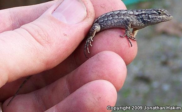 Great Basin Fence Lizard (Sceloporus occidentalis longipes)