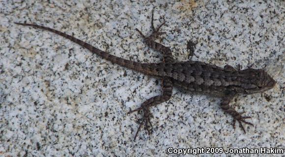 Great Basin Fence Lizard (Sceloporus occidentalis longipes)