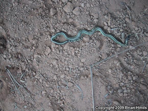 California Kingsnake (Lampropeltis getula californiae)