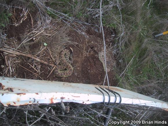 Southern Pacific Rattlesnake (Crotalus oreganus helleri)