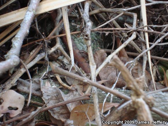 Little Brown Skink (Scincella lateralis)