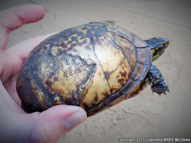 Florida Box Turtle (Terrapene carolina bauri)