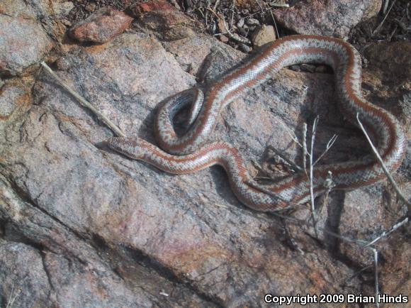 Coastal Rosy Boa (Lichanura trivirgata roseofusca)