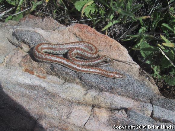 Coastal Rosy Boa (Lichanura trivirgata roseofusca)