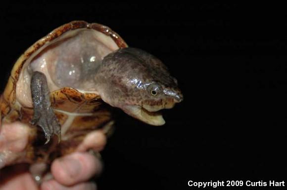 Loggerhead Musk Turtle (Sternotherus minor)