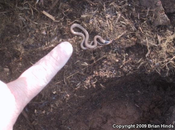 Western Black-headed Snake (Tantilla planiceps)