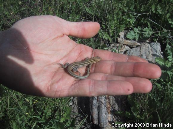 Belding's Orange-throated Whiptail (Aspidoscelis hyperythra beldingi)