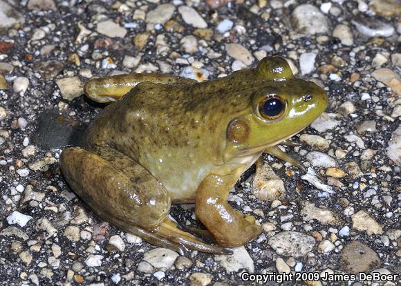 American Bullfrog (Lithobates catesbeianus)