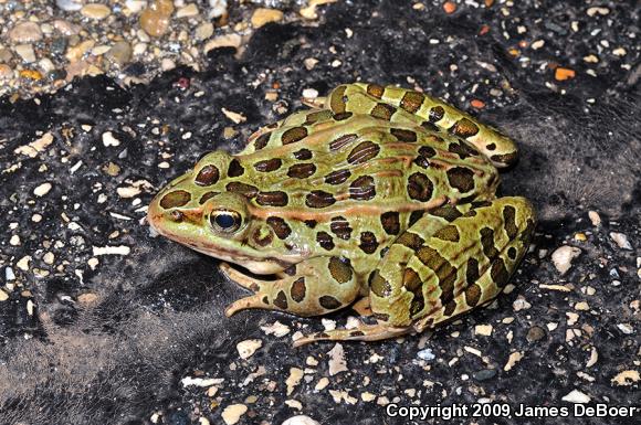 Northern Leopard Frog (Lithobates pipiens)