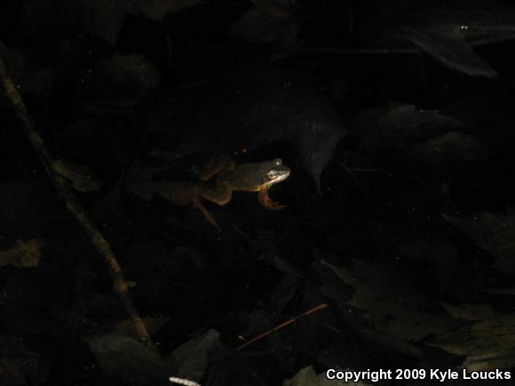 Wood Frog (Lithobates sylvaticus)