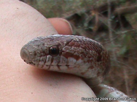 Mole Kingsnake (Lampropeltis calligaster rhombomaculata)