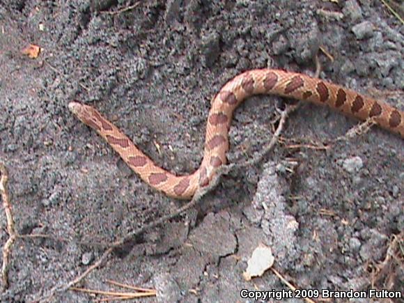 Mole Kingsnake (Lampropeltis calligaster rhombomaculata)