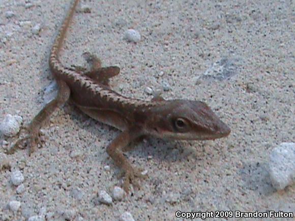 Northern Green Anole (Anolis carolinensis carolinensis)