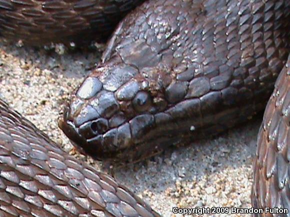 Brown Watersnake (Nerodia taxispilota)