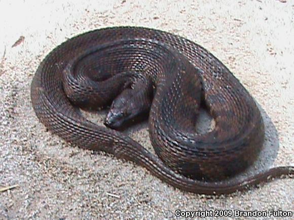 Brown Watersnake (Nerodia taxispilota)