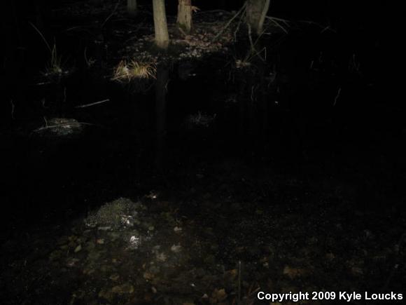 Spotted Salamander (Ambystoma maculatum)