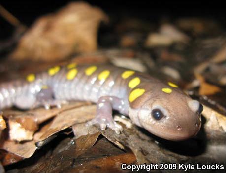 Spotted Salamander (Ambystoma maculatum)