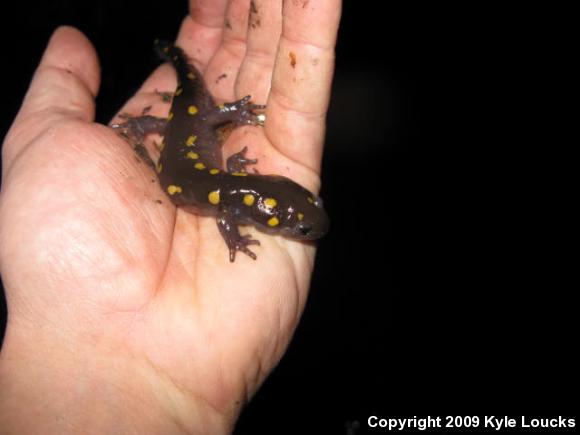 Spotted Salamander (Ambystoma maculatum)