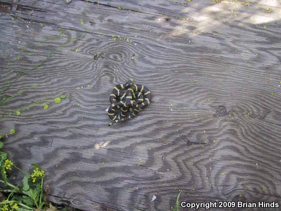 California Kingsnake (Lampropeltis getula californiae)