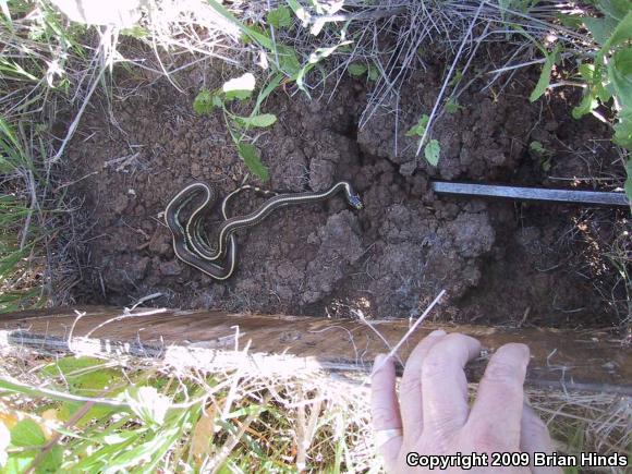 California Kingsnake (Lampropeltis getula californiae)