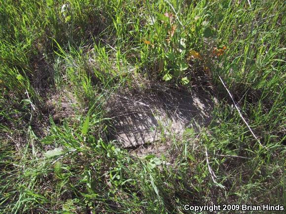 California Kingsnake (Lampropeltis getula californiae)