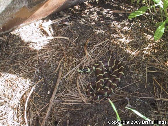 California Kingsnake (Lampropeltis getula californiae)