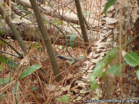 Southern Black Racer (Coluber constrictor priapus)