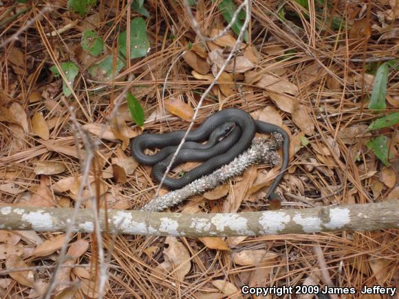 Southern Black Racer (Coluber constrictor priapus)