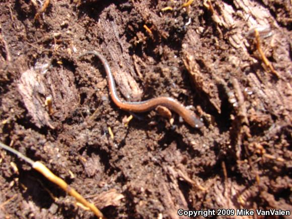 Eastern Red-backed Salamander (Plethodon cinereus)