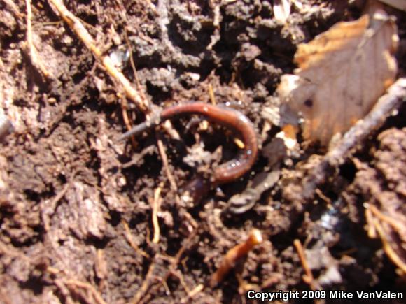 Eastern Red-backed Salamander (Plethodon cinereus)