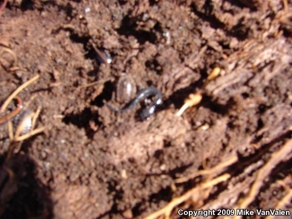 Eastern Red-backed Salamander (Plethodon cinereus)