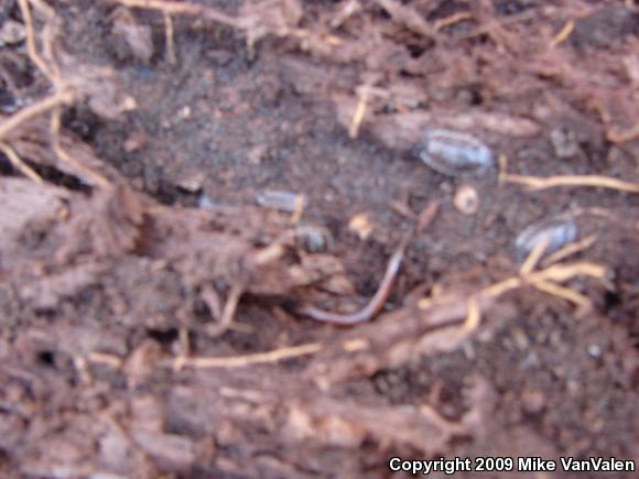 Eastern Red-backed Salamander (Plethodon cinereus)