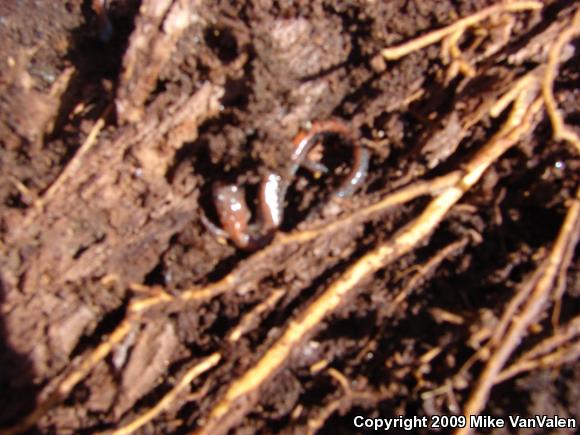 Eastern Red-backed Salamander (Plethodon cinereus)