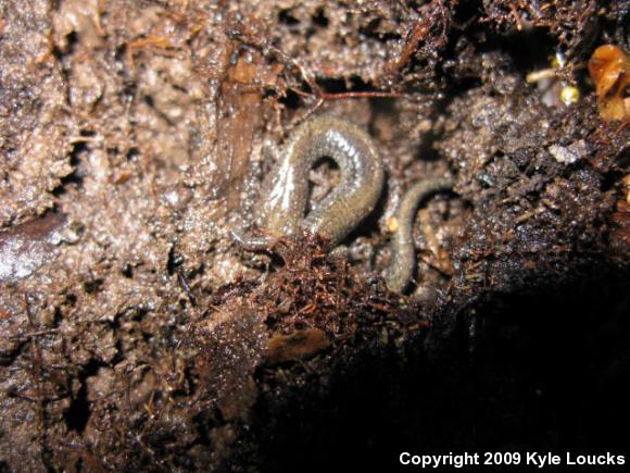 Eastern Red-backed Salamander (Plethodon cinereus)