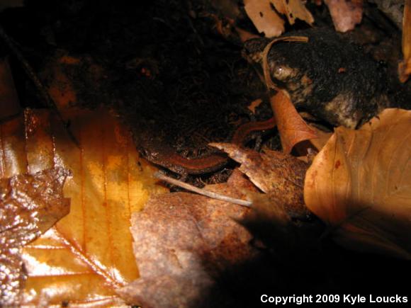 Eastern Red-backed Salamander (Plethodon cinereus)